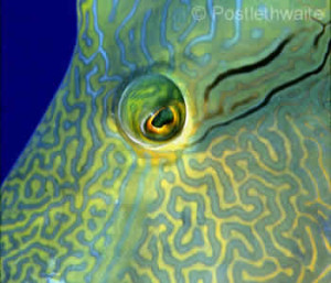 Wrasse Face