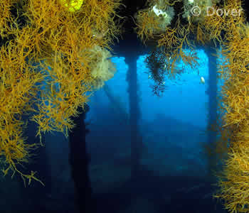 Black Corals on the Anker Wreck Dive