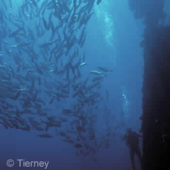 Japanese Wreck Dive Bali - Lipah Bay