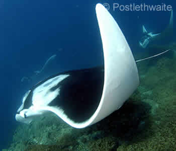 Scuba Dive with Manta Rays - Manta Point