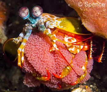 Mantis Shrimp with Eggs - Macro Underwater Photography Bali