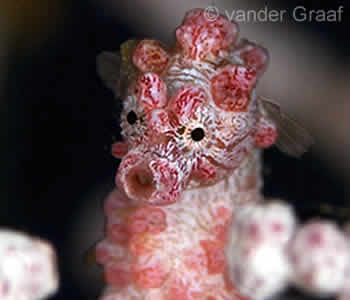 Pygmy Seahorse can be found at Gili Selang