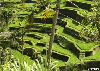 Bali Rice Fields near Ubud