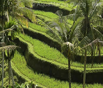 Rice Terraces in Bali. A landscape changed by generations of Balinese Farmers.