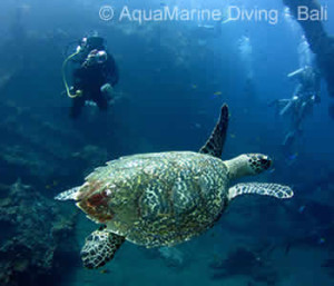 Turtle with Underwater Photographer