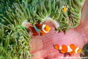 Raja Ampat Biodiversity - Anemonefish