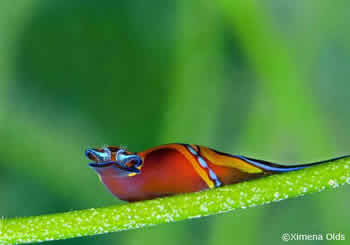 Sea Slug - Ambon Diving