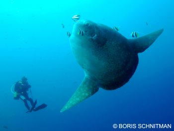 Mola-Mola (Ocean sunfish)
