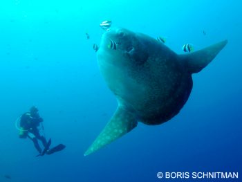 Mola Mola Bali (Ocean sunfish) at Crystal Bay, Nusa Penida