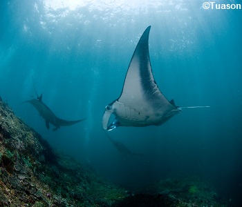 Manta Ray Dives Bali