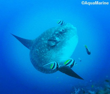 Mola Mola Diving Bali - Mola Mola Dive Trip