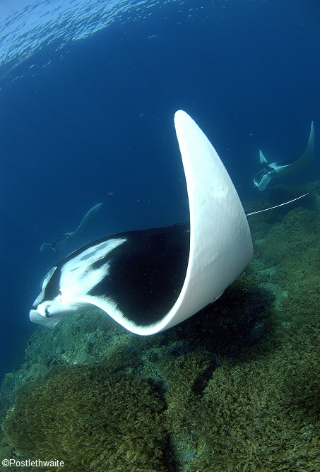 Diving with Manta Rays in Indonesia