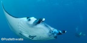 Manta Ray, Manta Point Dive, Bali