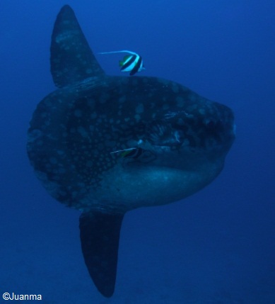 Mola Mola Sunfish Dives Bali