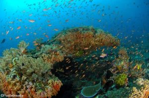 About AquaMarine Diving - Bali