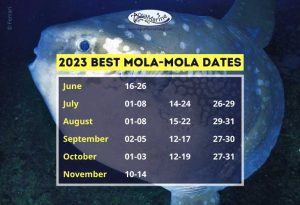 Best-Mola-Mola-Dates-2023