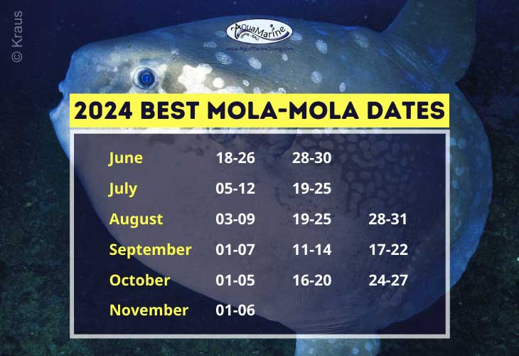 Best Mola Mola Dates 2024