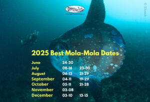 Best-Mola-Mola-Dates-2025-Extended