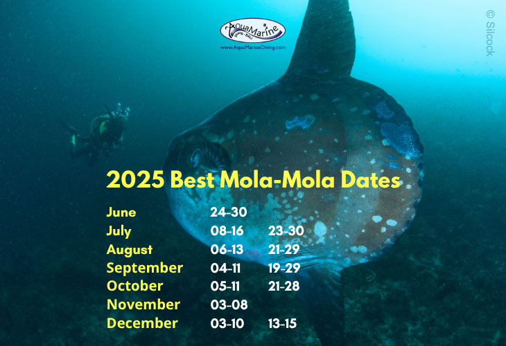 Best Mola Mola Dates 2025