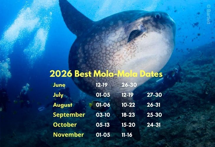Best Mola Mola Dates 2026