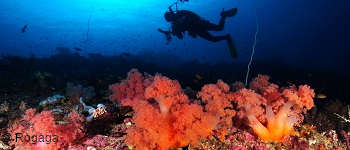 PADI Drift Diver Course in Bali