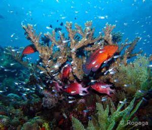 20th Year Bali Dive Holiday Package