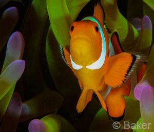 Amed Dive Trip, Anemonefish