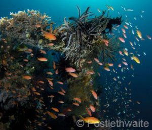 Menjangan Dive Trip, Reef Scene with Anthias and Crinoid