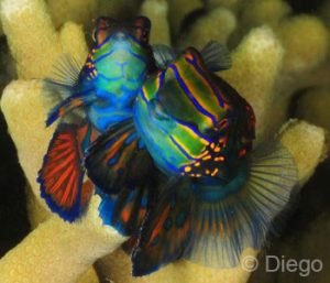 Menjangan Dive Trip (Sunset Dive), Mandarinfish