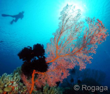 Menjangan Dive Trip (Wall Dive), Reef Scene