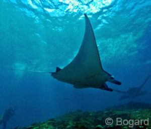 Nusa Penida Dive Trip, Manta Ray