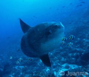 Nusa Penida Dive Trip, Mola Mola