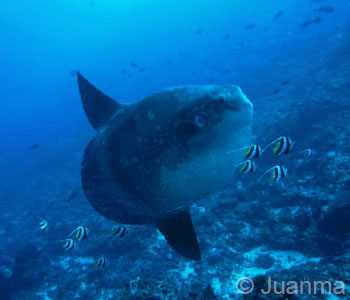 Mola-Mola Dive Trip in Bali