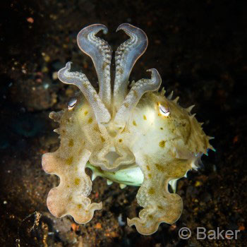 Padangbai Dive Trip, Cuttlefish