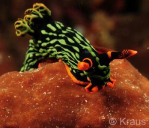 Padangbai Dive Trip, Nudibranch