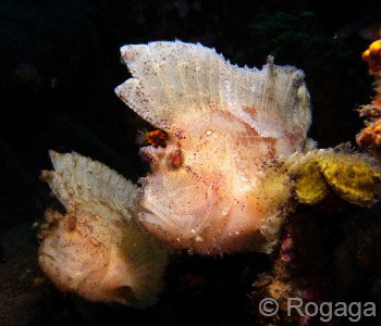 Tulamben Bay Dive Trip, Scorpionfish Leaf