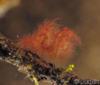 Underwater Photography Dive Trip, Tiny Hairy Shrimp