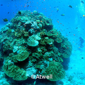 Atwell Reef Scene Blue Lagoon