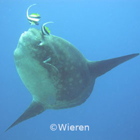 Sunfish Cleaned By Pair Of Bannerfish
