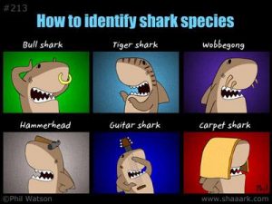 How to Identify Shark Species