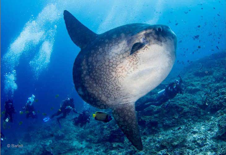 Mola-Mola (Ocean Sunfish) - Aquamarine Diving - Bali
