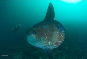 Mola alexandrini (Bump-head Sunfish)