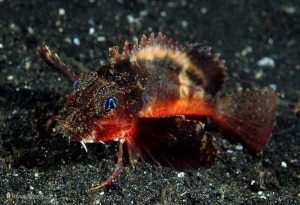 Muck Diving - Rough-head Stingfish