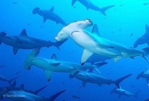 School of Hammerhead sharks