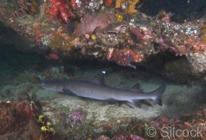 White-tip Reef Shark in a Cave