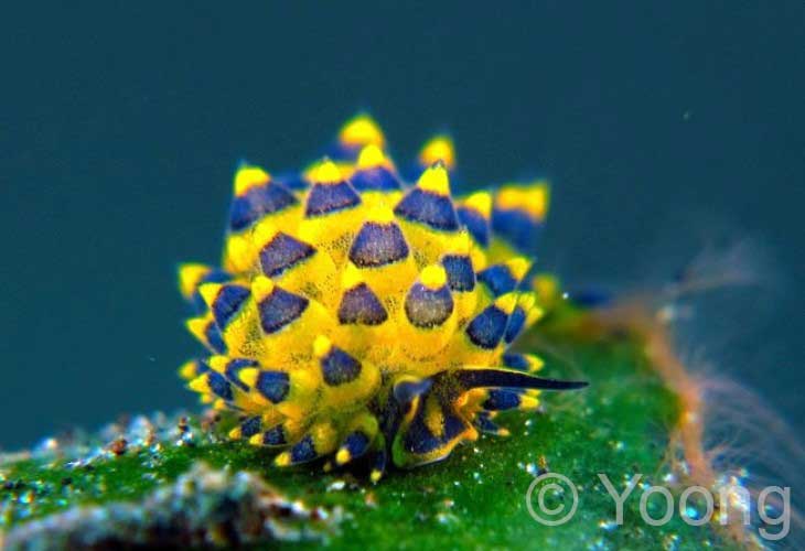 Ornate Stiliger sapsucking sea slug (Stiliger ornatus)