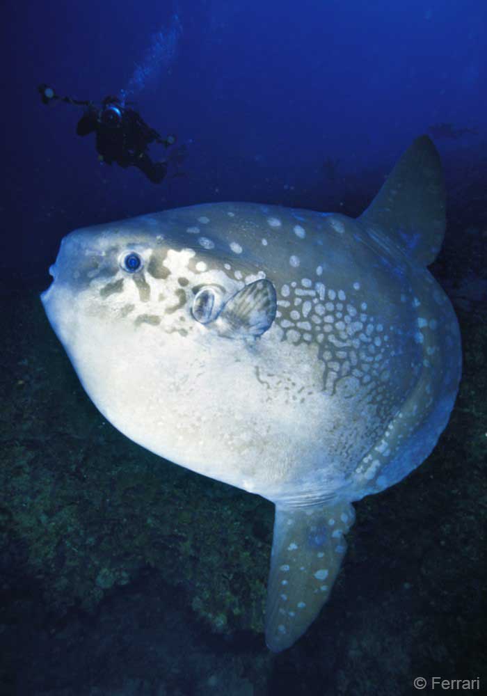Mola-alexandrini-(Sunfish-Southern)