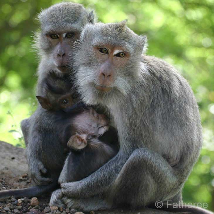 Monkey-Forest-Ubud