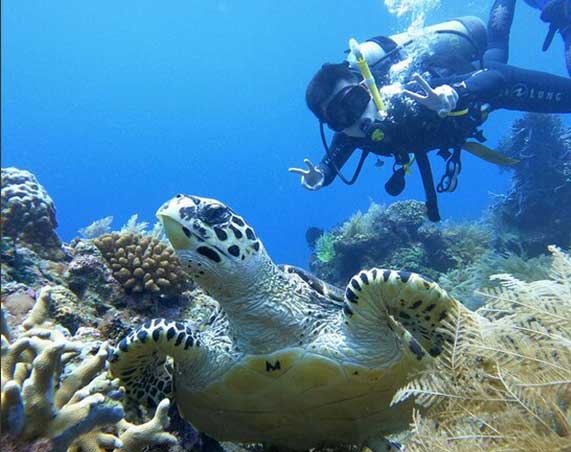 Underwater Marine Life