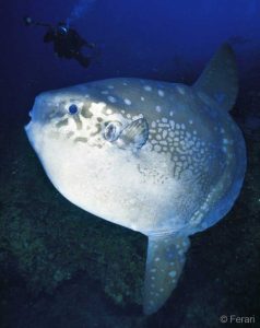 Ocean-sunfish-(Mola)-in-Bali